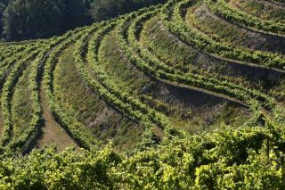 Galicia, País Vasco y La Rioja, las únicas comunidades en las que aumenta la superficie de viñedo