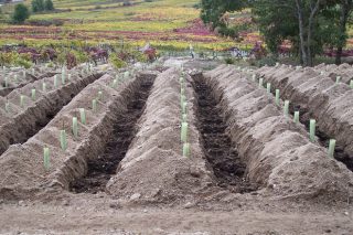 Recomendaciones para plantar viñedo