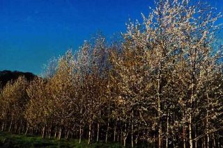 Recomendaciones para la plantación de cerezo gallego para uso forestal