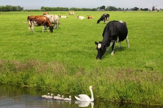 Holanda: Menos leche por las limitaciones ambientales pero de más valor