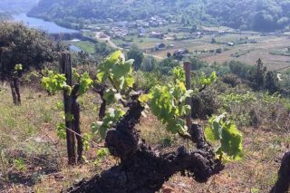 Adega Rúa, más de medio siglo de cooperativismo vitivinícola