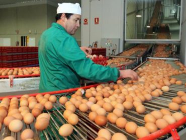 Comienza a aplicarse en España la nueva legislación comunitaria sobre comercialización de huevos
