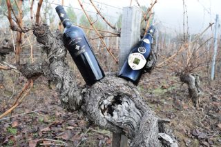 Este es el vino gallego elegido en Alemania el mejor de España: Lagar do Cigur Crianza 2013