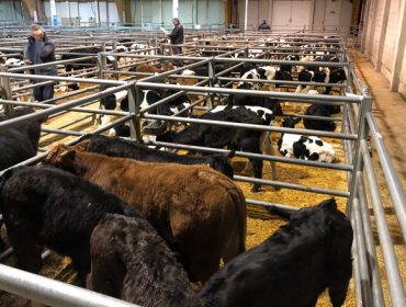 La jornada festiva resta afluencia de ganado a Silleda