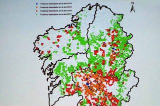 Así se expandió la avispilla del castaño en Galicia en cuatro años