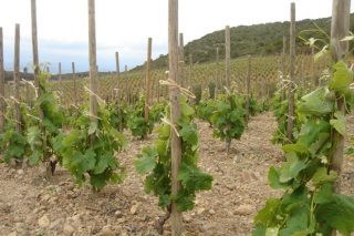 Una bodega de La Rioja acapara el 21% de las ayudas a la reestructuración del viñedo en Galicia