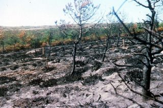 10 pasos clave para recuperar los ecosistemas forestales quemados