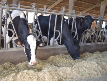 Importes definitivos de las ayudas a las granjas de leche por la crisis de Ucranía, que se comienzan a pagar hoy