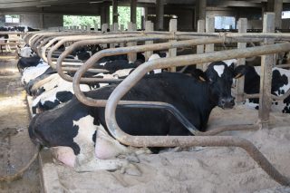 ¿Es la arena la mejor cama para el ganado vacuno? Alternativas para el descanso de las vacas