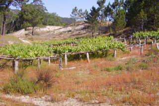 La IGP de vinos Ribeiras do Morrazo ya cuenta con la aprobación de la Comisión Europea