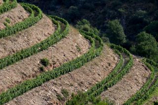 ¿Cuáles son los mejores sistemas de plantación de viñedo en terrenos con pendiente?