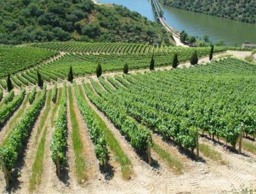 Las cuatro IGPs de los vinos de Galicia se alían para «crecer juntas»