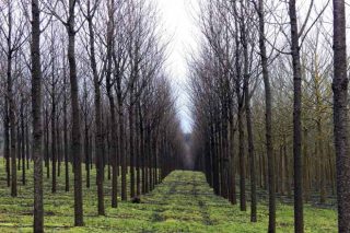 Bosques Naturales, gestión intensiva de maderas nobles en turnos cortos