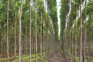 ‘Multicote Agri’, nutrición eficaz para los árboles forestales
