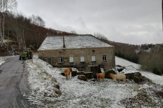 Fotos de la nieve en ganaderías de Galicia