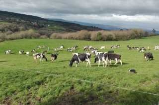 La Xunta regulará la leche de pastoreo y dará ayudas para instalar collares GPS a las vacas