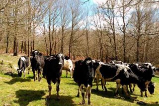 Denegadas más de la mitad de las ayudas para agricultura ecológica en Galicia