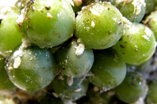 Avisan de dos nuevas plagas emergentes en el viñedo en Galicia