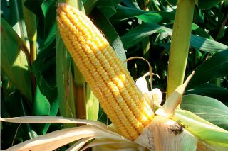 Jornada sobre innovación en el cultivo del maíz