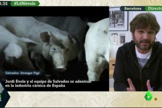 Lecciones para el sector ganadero del programa de Salvados sobre el sector porcino