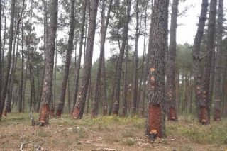Curso sobre la gestión integral de los pinos