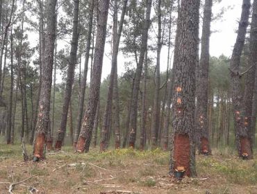 Curso sobre la gestión integral de los pinos
