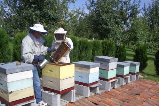 Cita para los amantes de la apicultura este sábado en Arzúa en la jornada «Más que miel»