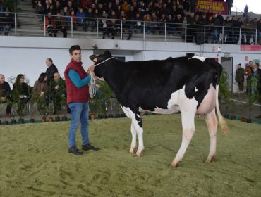 Vuelven en marzo las subastas de ganado frisón en la provincia de A Coruña