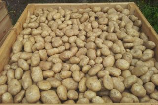La polilla de la patata entra en Bergantiños, una de las principales comarcas de produción