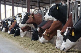 ¿Qué vaca elegir para la producción de leche en Galicia?