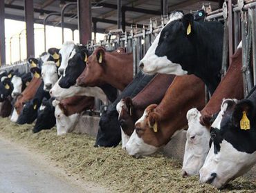 ¿Qué vaca elegir para la producción de leche en Galicia?