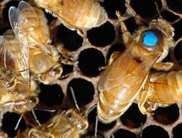 Curso sobre mecanismos de reproducción de colmenas y mejora genética de reinas