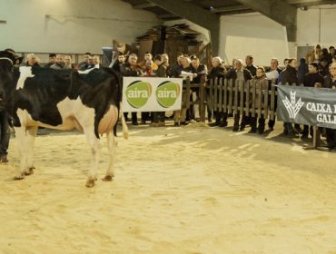 Vuelven las subastas de ganado frisón en la provincia de Lugo: El 12 de marzo en Chantada