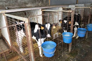 Sin cambios en el precio del ganado en Amio