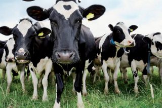 Listado de las mejores hembras genómicas Holstein de España