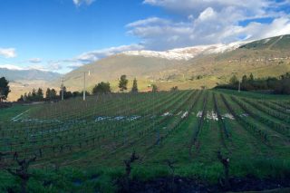 Bodegas Carballal prevé plantar 10 hectáreas más de viñedo ante la alta demanda del Godello de Valdeorras