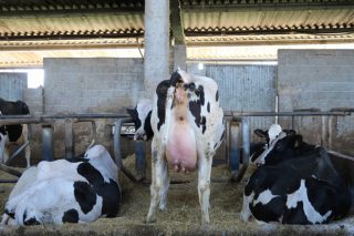 «Con un buen programa de vacas secas lo que logramos es reducir la pérdida de vacas recién paridas»