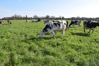 ¿Qué vacas emiten más gases contaminantes: las que pastan o las que están estabuladas?