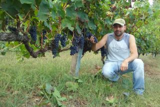 Negueira de Muñiz celebra el día 21 el resurgir del cultivo del viñedo en las riberas del Navia