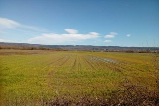 Dan por perdida la cosecha de cereal de invierno en A Limia debido a las intensas lluvias