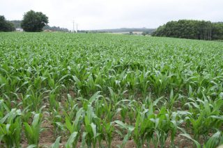El seguro de maíz puede contratarse hasta el 5 de mayo