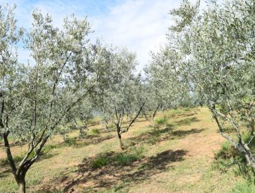 Jornada sobre «Manejo del cultivo del olivo en Galicia»