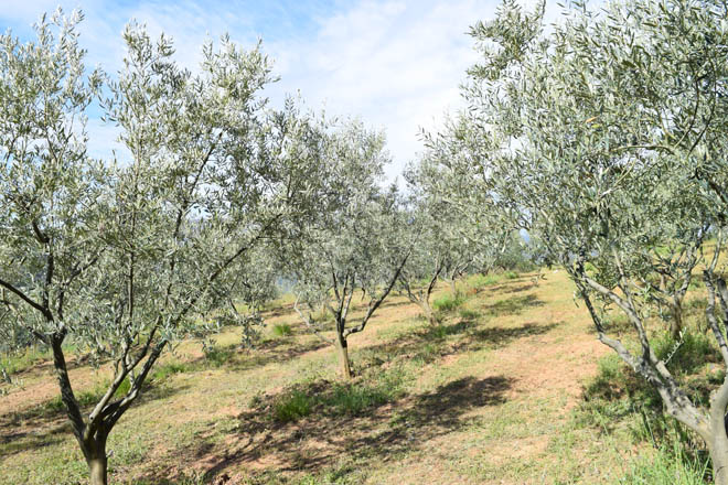 Poda de olivos 