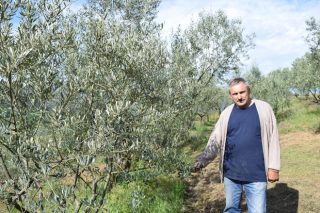 Manuel Mondelo: El primer productor de aceite de oliva 100% gallego