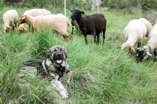 Un perro de guarda de Galicia para ovejas francesas