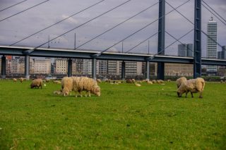 El pastoreo de los parques urbanos, una tendencia en Europa que llega a Galicia