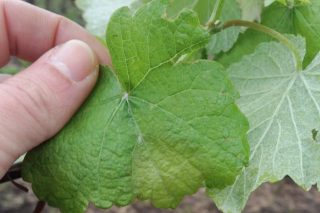 Aconsejan un nuevo tratamiento contra el mildiu en el viñedo ante las lluvias y temperaturas suaves