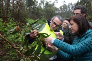 Planes de lucha biológica en 2018 contra las plagas del eucalipto y del castaño
