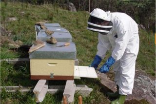 Formación en prevención de riesgos en la apicultura