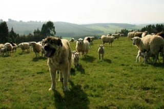 ¿Qué tenemos que tener en cuenta cuando tenemos perros mastines para la protección del ganado?